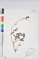 金毛杜鵑藏品圖，第1張