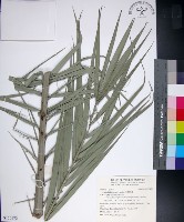 台灣海棗藏品圖，第1張