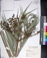 台灣海棗藏品圖，第1張