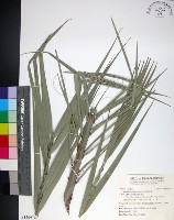 台灣海棗藏品圖，第1張