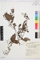 威靈仙藏品圖，第1張