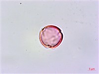 嘴葉鉤藤、鉤藤藏品圖，第1張