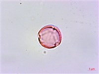 嘴葉鉤藤、鉤藤藏品圖，第2張