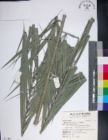 台灣海棗藏品圖，第1張