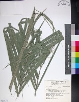 台灣海棗藏品圖，第1張