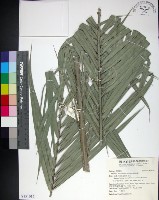 台灣海棗藏品圖，第1張