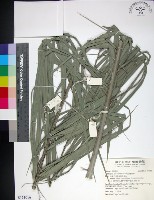 台灣海棗藏品圖，第1張