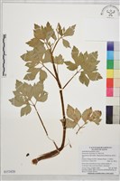 鉤柱毛茛藏品圖，第1張