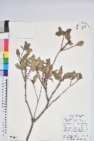 大武杜鵑藏品圖，第1張