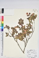 紅毛杜鵑藏品圖，第1張