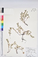 濱大戟藏品圖，第1張