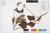 登錄號:S151228藏品圖，第1張