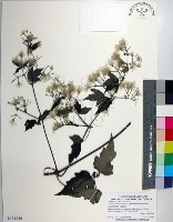 串鼻龍藏品圖，第1張