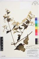 串鼻龍藏品圖，第2張