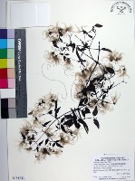 田村氏鐵線蓮藏品圖，第1張