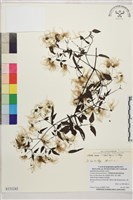 田村氏鐵線蓮藏品圖，第2張