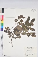 土密樹藏品圖，第1張