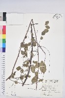 多花油柑、白仔藏品圖，第1張
