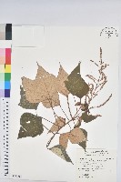 白匏子藏品圖，第1張