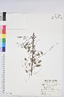 多花油柑、白仔藏品圖，第1張