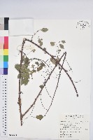 多花油柑、白仔藏品圖，第1張