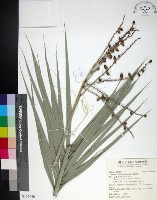 台灣海棗藏品圖，第1張