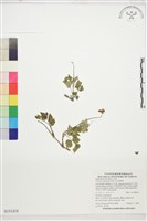 高山鐵線蓮藏品圖，第1張