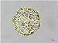 高山鐵線蓮藏品圖，第1張