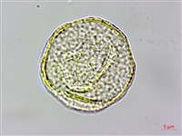 高山鐵線蓮藏品圖，第2張