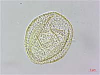 高山鐵線蓮藏品圖，第3張