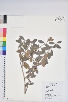 凹葉越橘藏品圖，第1張