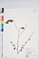 裡白饅頭果藏品圖，第1張