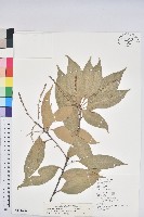 阿里山三斗石櫟藏品圖，第1張