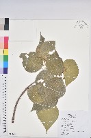 血桐藏品圖，第1張