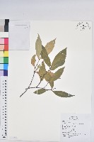 臺灣土沉香藏品圖，第1張