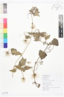 屏東鐵線蓮藏品圖，第1張