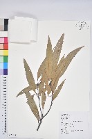 捲斗櫟藏品圖，第1張