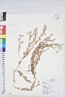 假葉下珠藏品圖，第1張