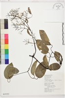 沖繩鐵線蓮（毛果鐵線蓮）藏品圖，第1張