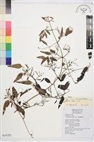 威靈仙藏品圖，第2張