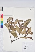 臺灣苦櫧藏品圖，第1張