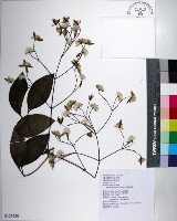 厚葉鐵線蓮藏品圖，第1張