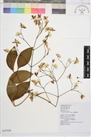 厚葉鐵線蓮藏品圖，第2張