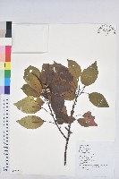 白臼藏品圖，第1張