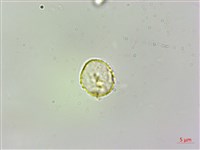 柔毛樓梯草藏品圖，第1張