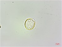 柔毛樓梯草藏品圖，第2張