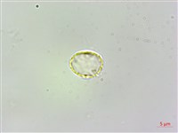 柔毛樓梯草藏品圖，第3張