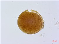 台灣芭蕉藏品圖，第2張