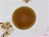 葛瑪蘭芭蕉藏品圖，第1張