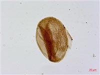 葛瑪蘭芭蕉藏品圖，第3張